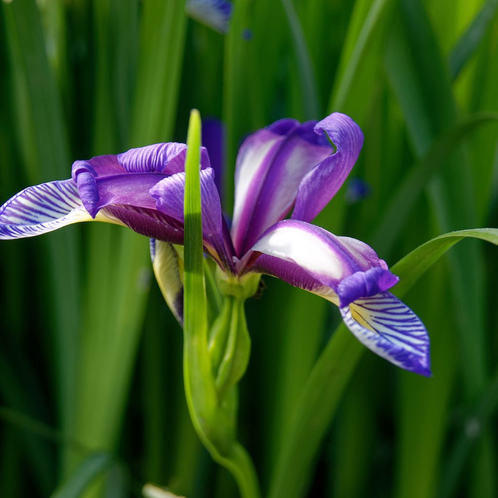 Mätäskurjenmiekka - Iris graminea