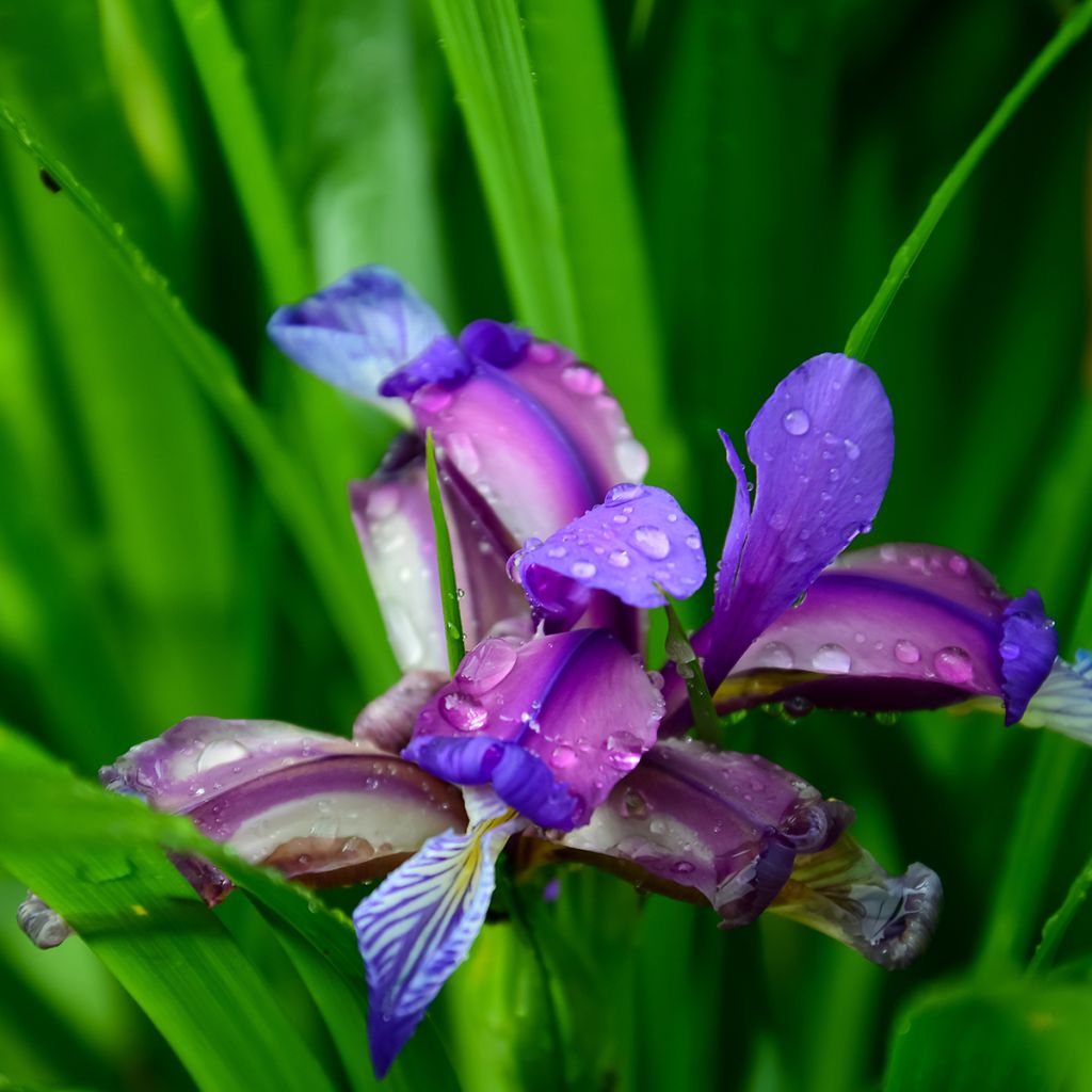 Mätäskurjenmiekka - Iris graminea