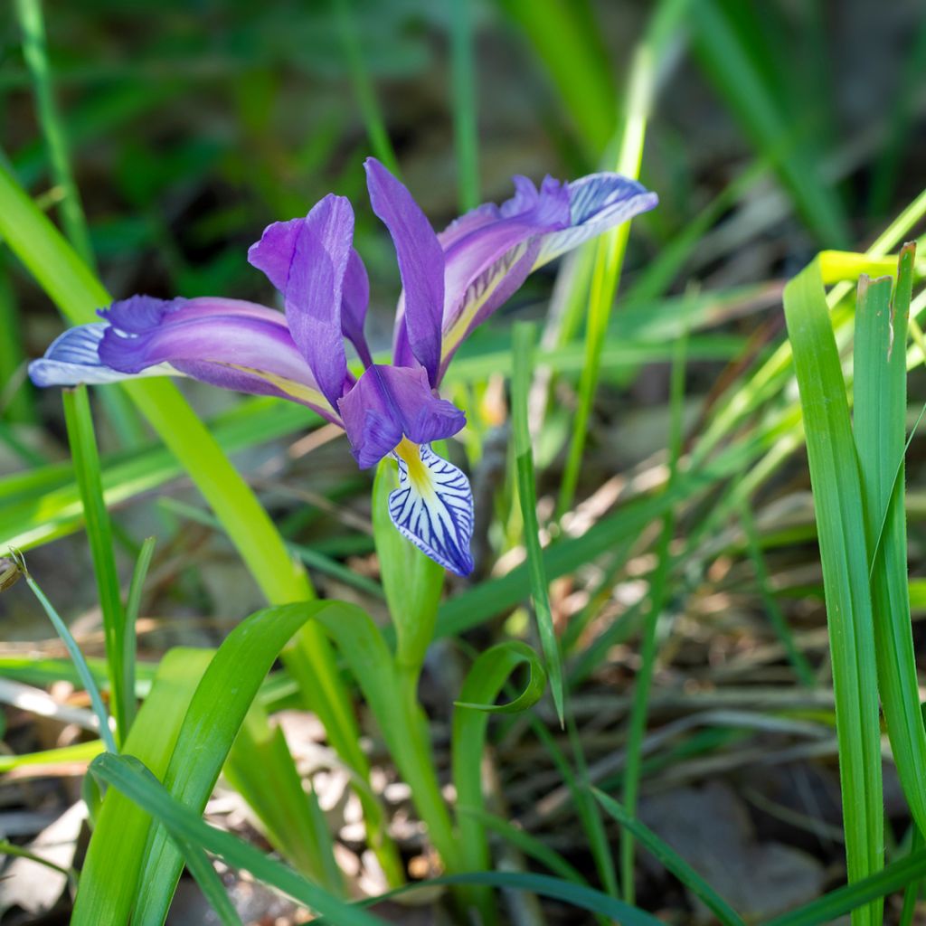 Mätäskurjenmiekka - Iris graminea