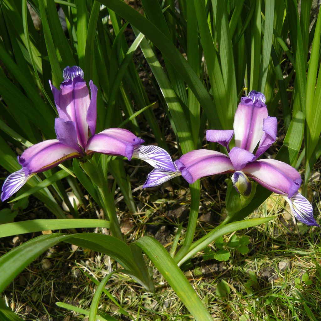 Mätäskurjenmiekka - Iris graminea
