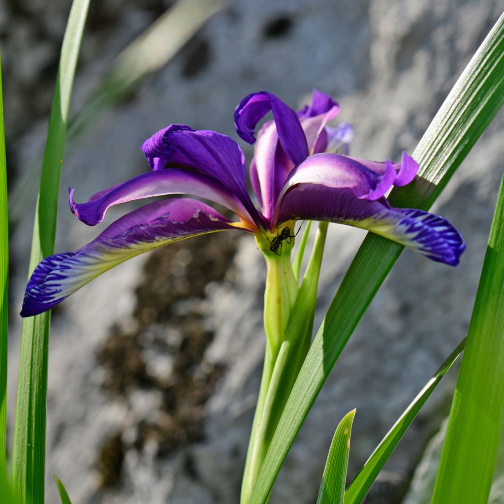 Mätäskurjenmiekka - Iris graminea