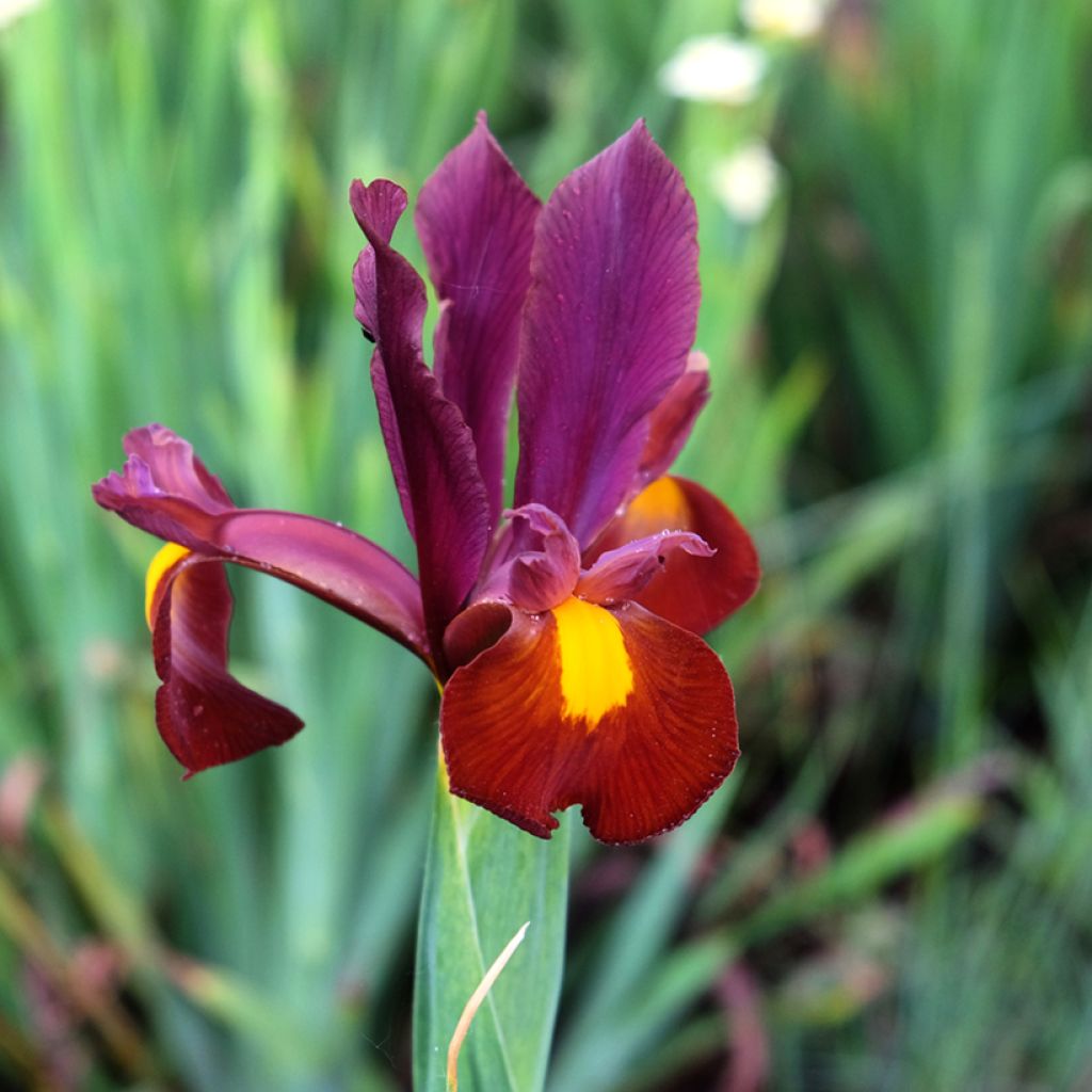 Hollanninkurjenmiekka Red Ember