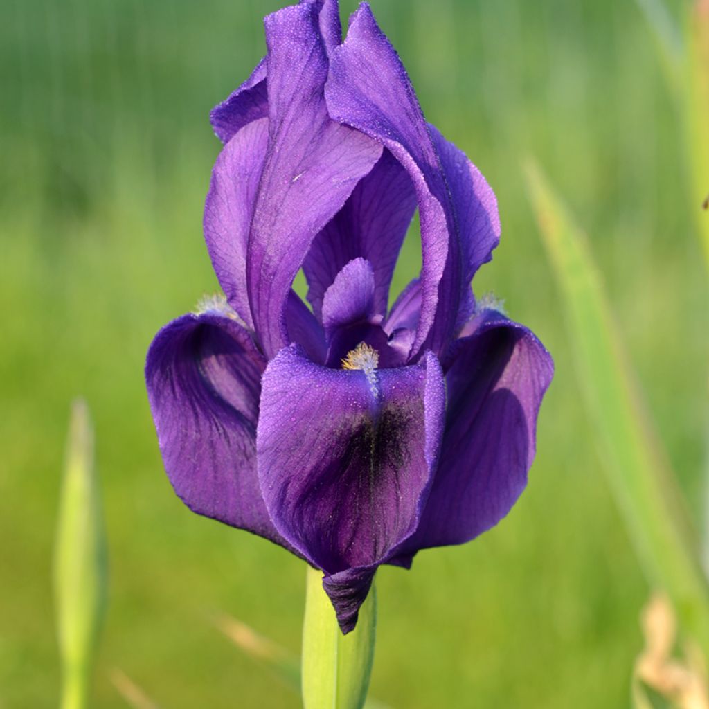 Turkestaninkurjenmiekka - Iris hoogiana