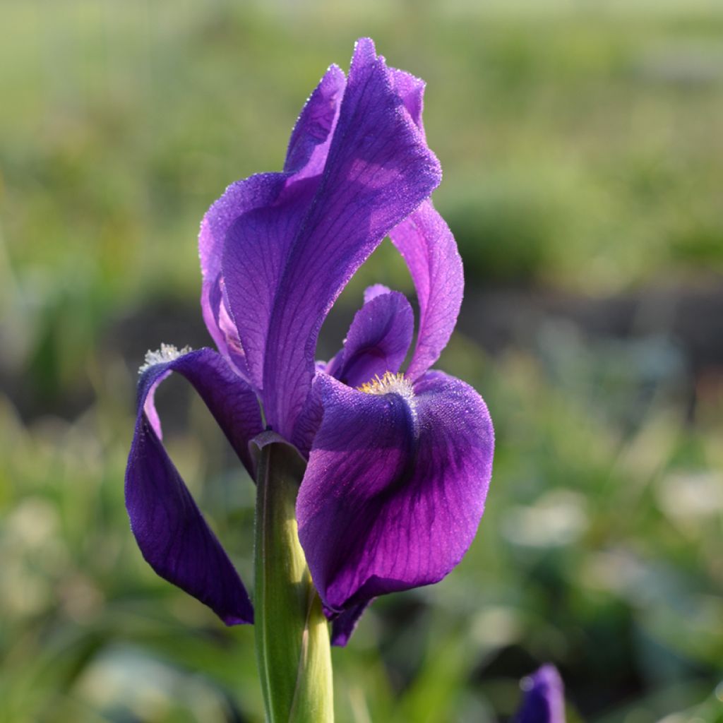 Turkestaninkurjenmiekka - Iris hoogiana