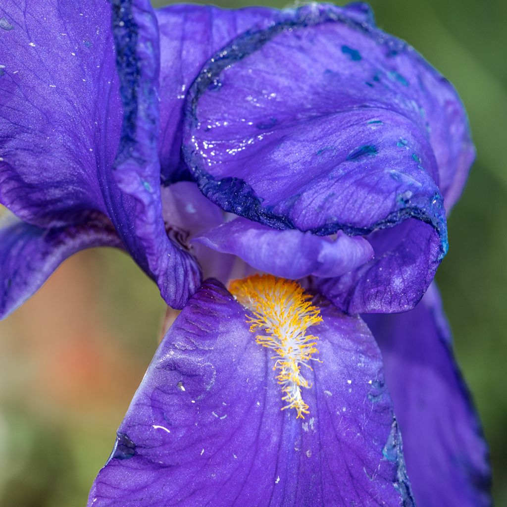 Kurjenmiekka - Iris illyrica