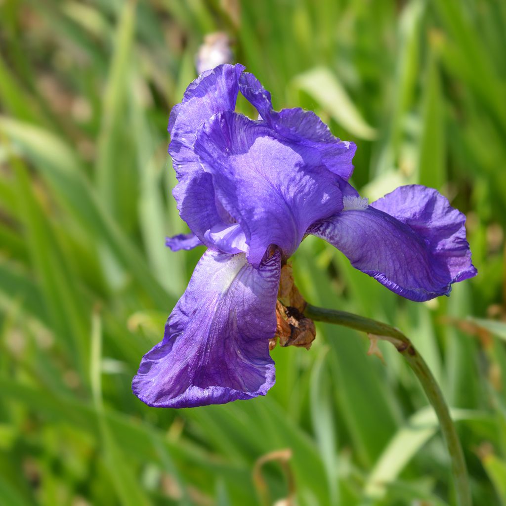 Kurjenmiekka - Iris illyrica