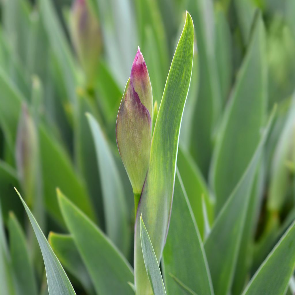 Kurjenmiekka - Iris illyrica