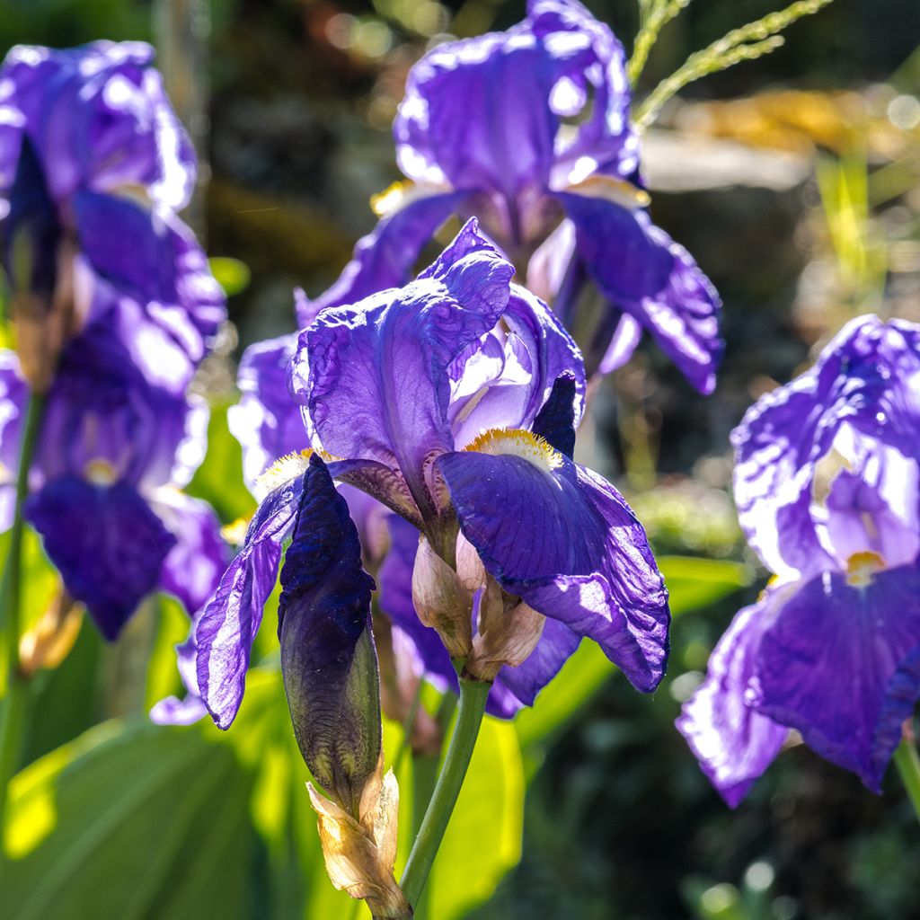 Kurjenmiekka - Iris illyrica
