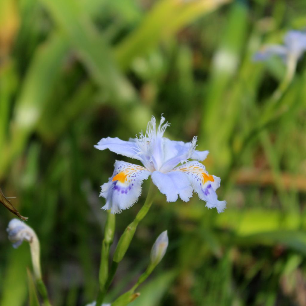 Japaninkurjenmiekka - Iris japonica
