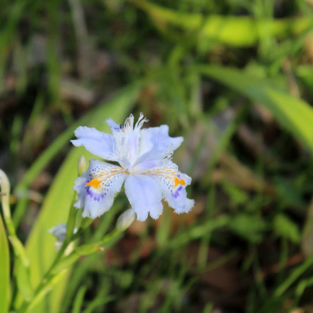 Japaninkurjenmiekka - Iris japonica