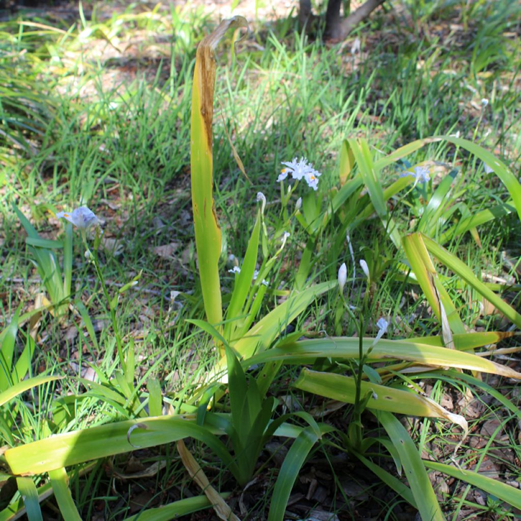 Japaninkurjenmiekka - Iris japonica
