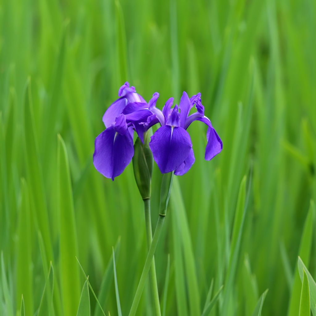 Samettikurjenmiekka - Iris laevigata