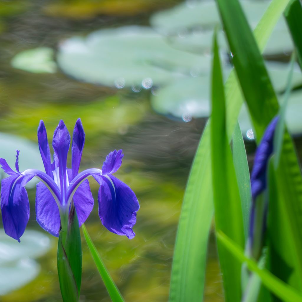 Samettikurjenmiekka - Iris laevigata