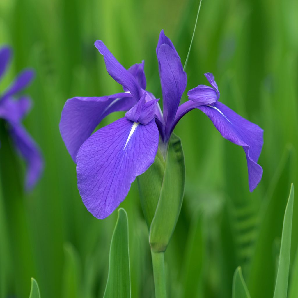 Samettikurjenmiekka - Iris laevigata