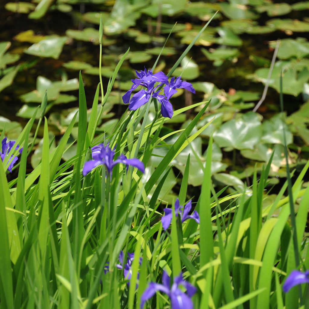 Samettikurjenmiekka - Iris laevigata
