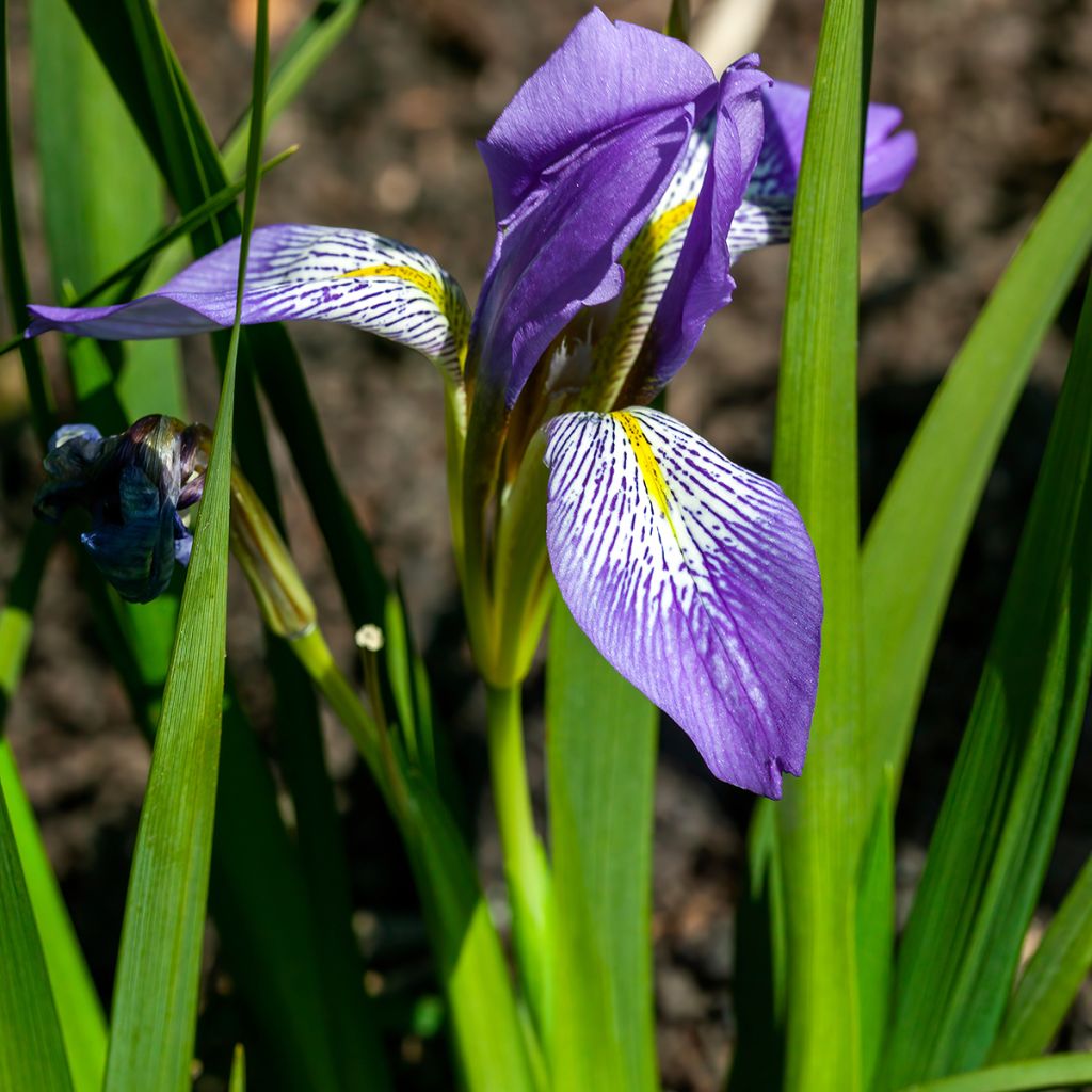 Kurjenmiekka - Iris lazica