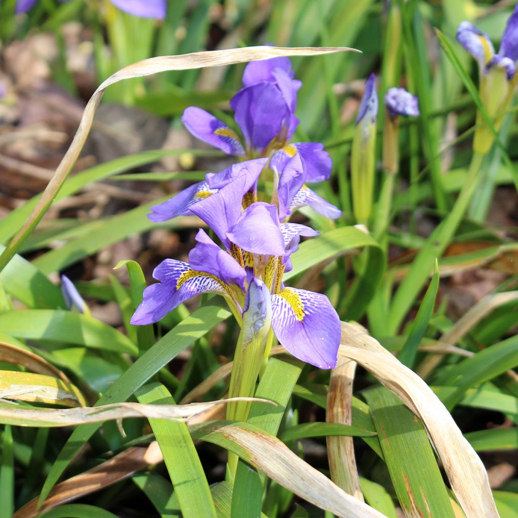 Kurjenmiekka - Iris lazica