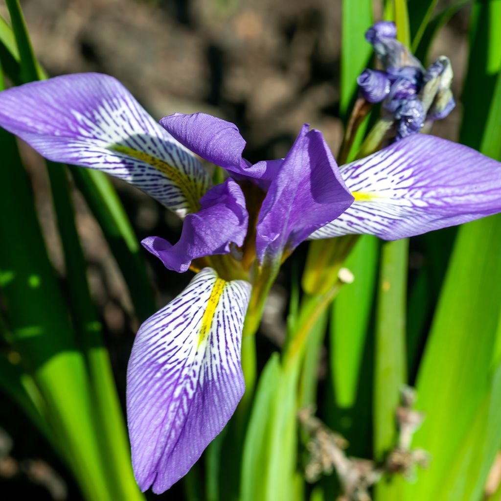 Kurjenmiekka - Iris lazica