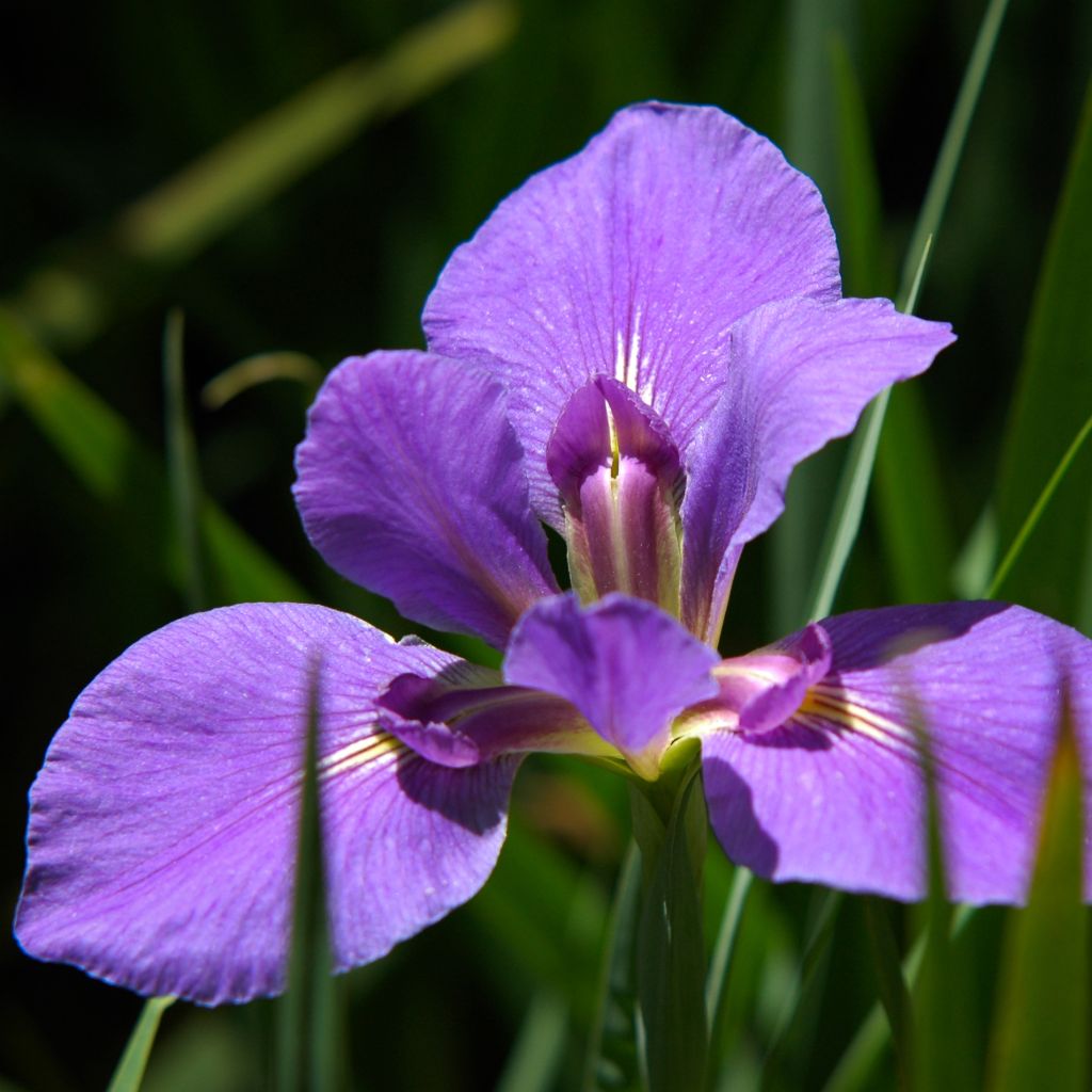 Iris louisiana Gulf Shore