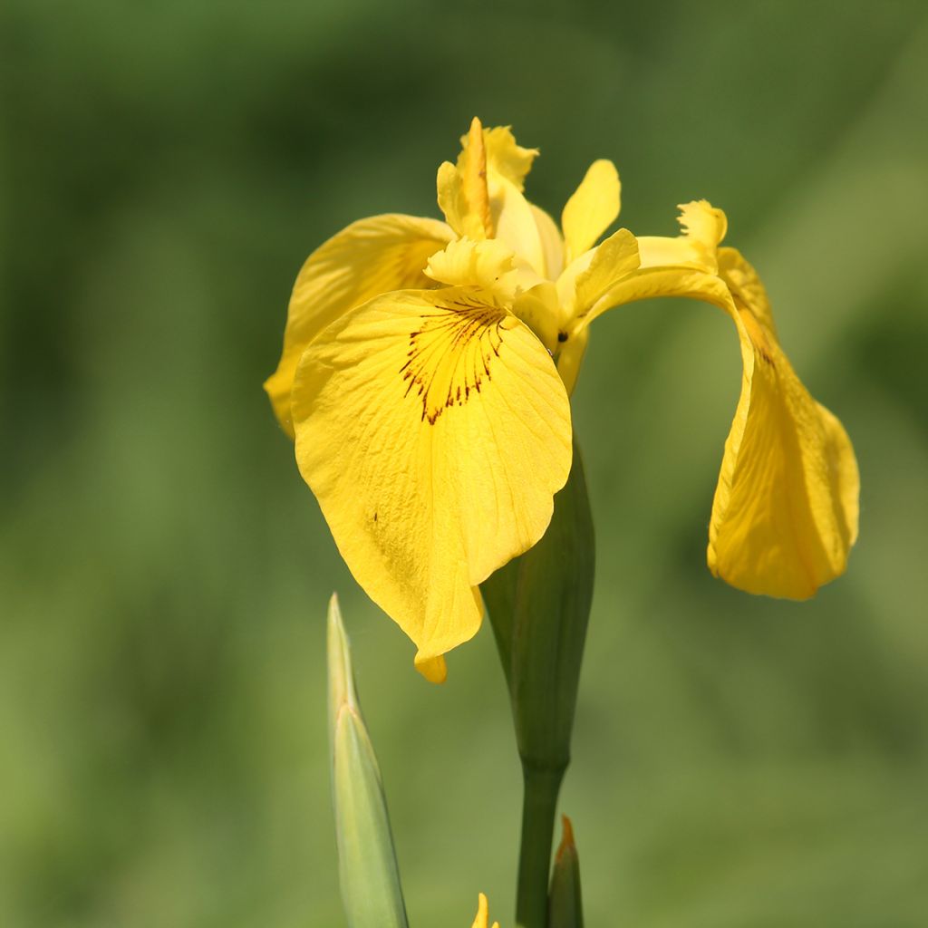Keltakurjenmiekka - Iris pseudacorus