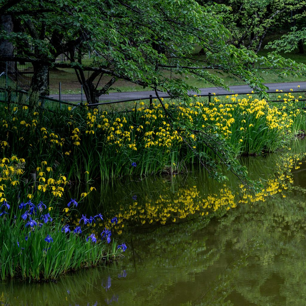 Keltakurjenmiekka - Iris pseudacorus
