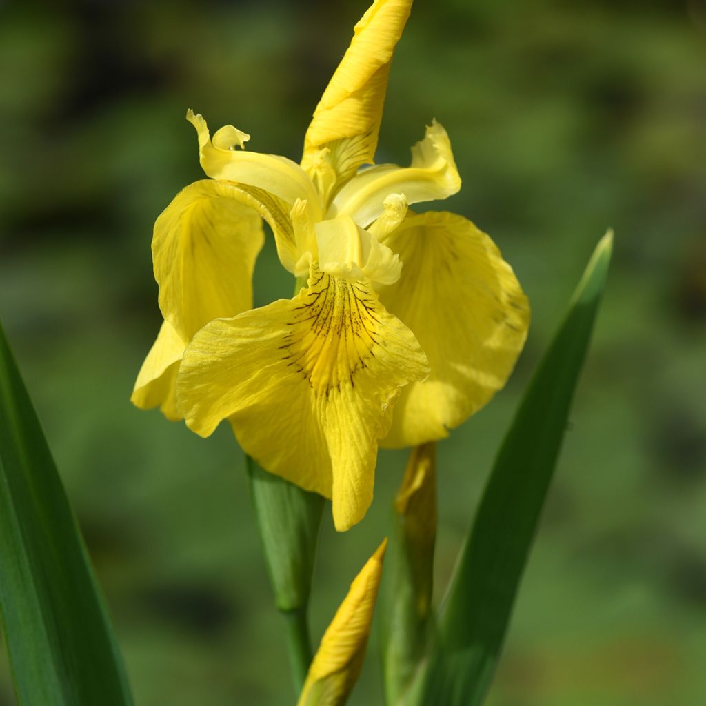 Keltakurjenmiekka - Iris pseudacorus