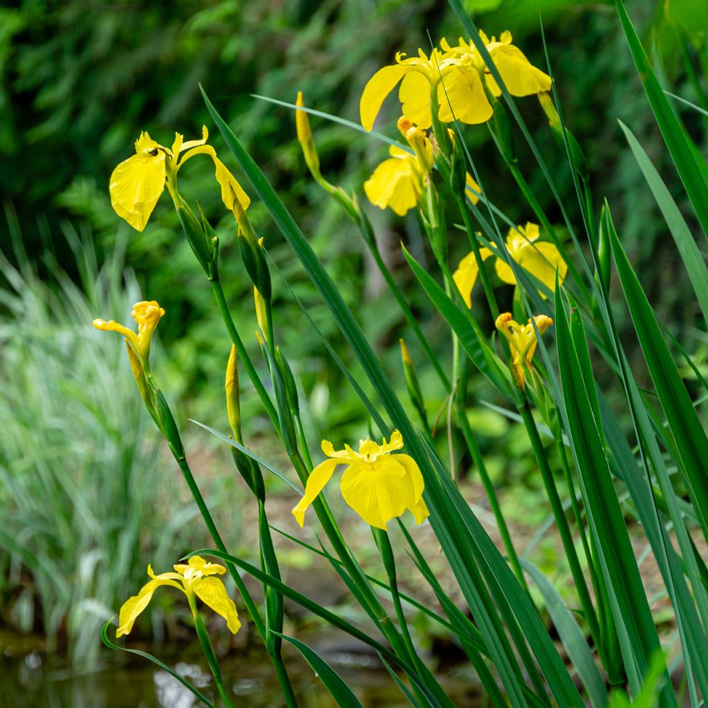 Keltakurjenmiekka - Iris pseudacorus