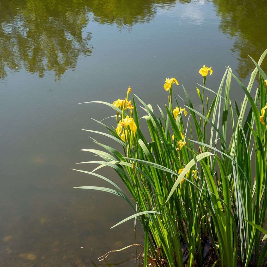 Keltakurjenmiekka - Iris pseudacorus