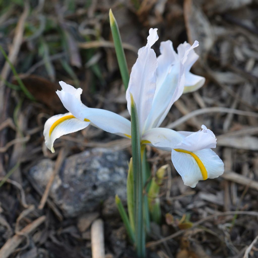 Kevätkurjenmiekka White Caucasus