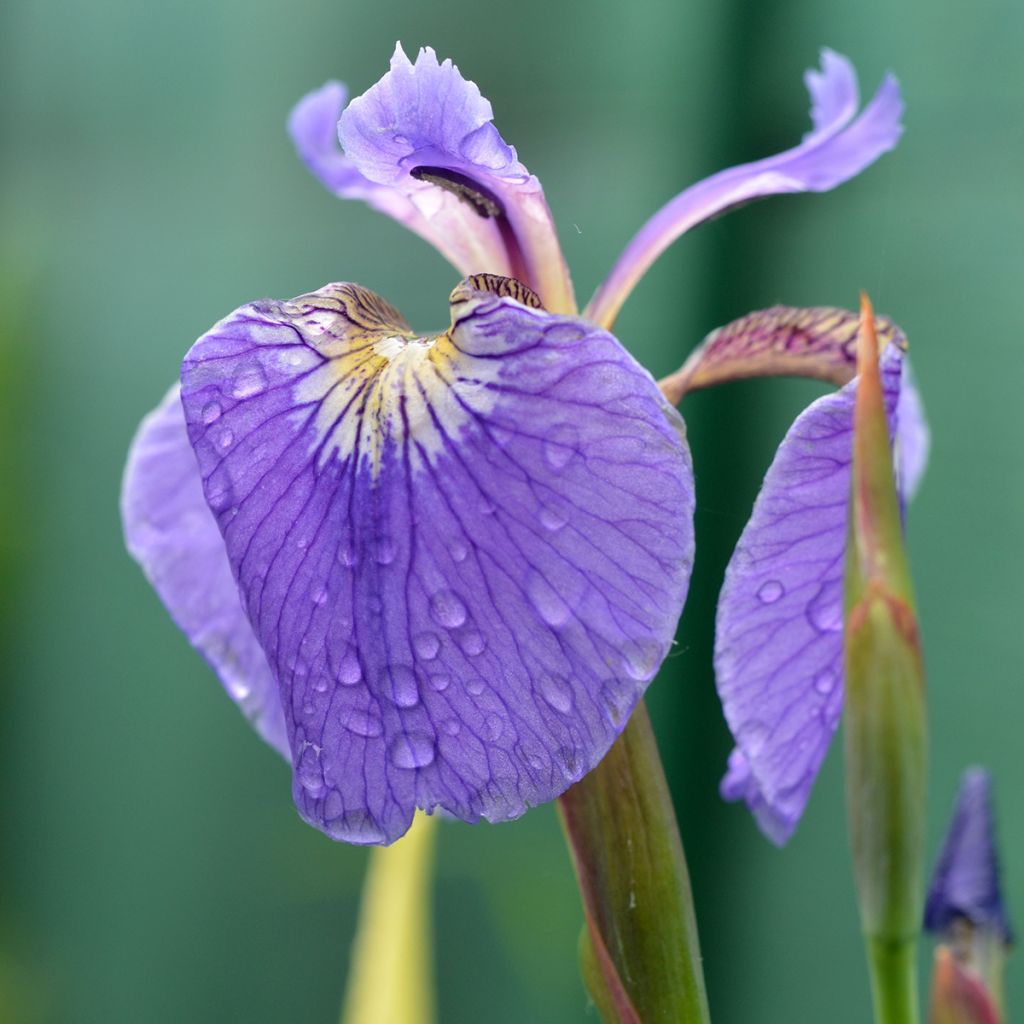 Kaunokurjenmiekka - Iris setosa