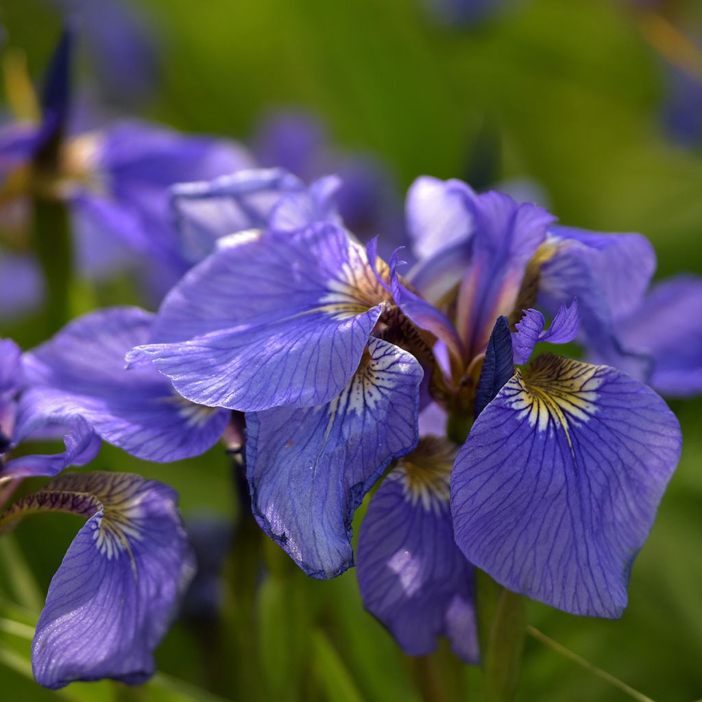 Kaunokurjenmiekka - Iris setosa