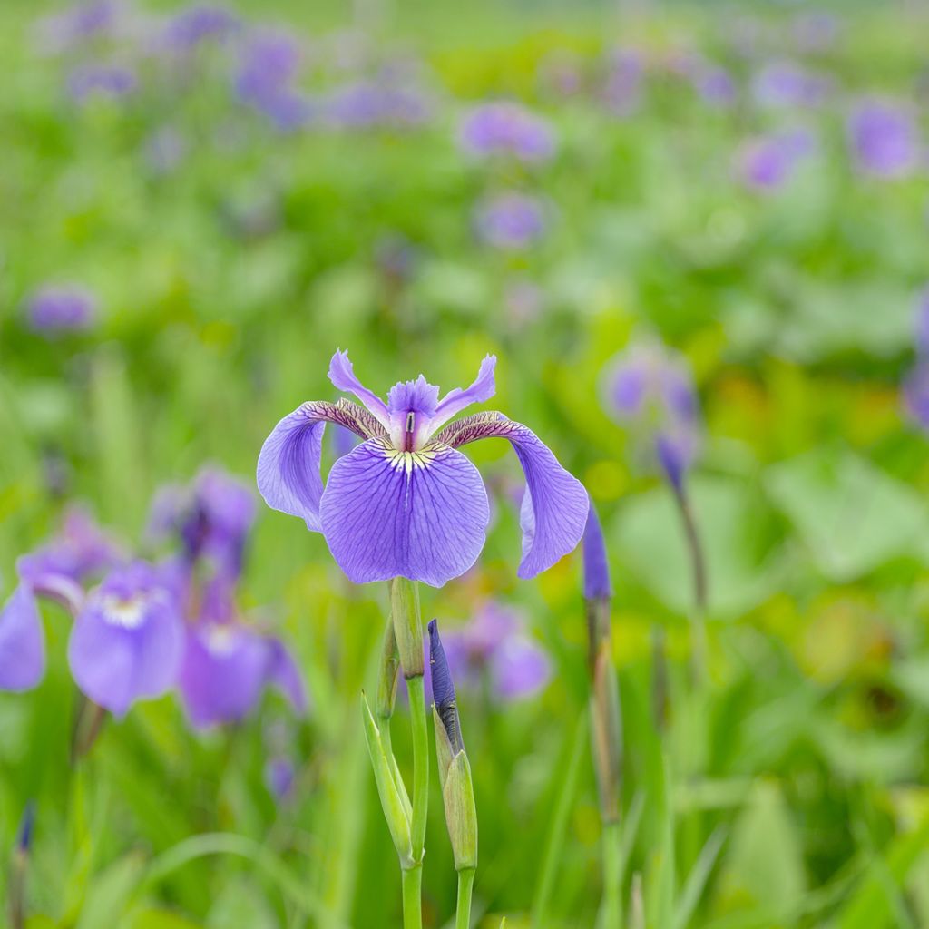 Kaunokurjenmiekka - Iris setosa