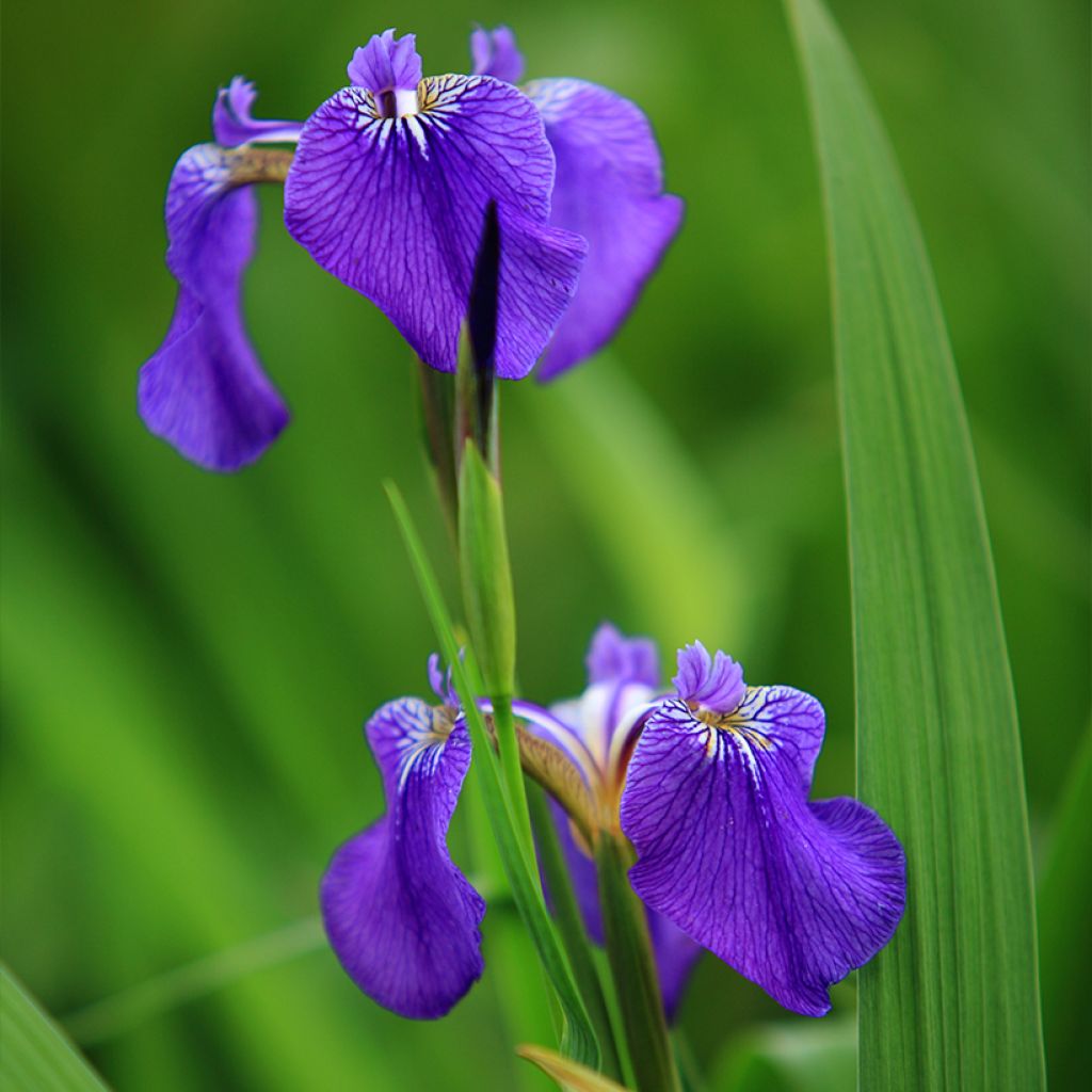 Kaunokurjenmiekka - Iris setosa