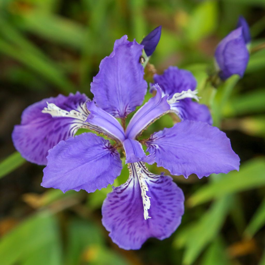 Kurjenmiekka - Iris tectorum