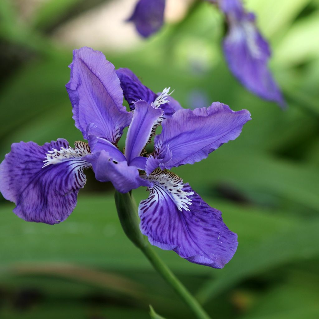 Kurjenmiekka - Iris tectorum