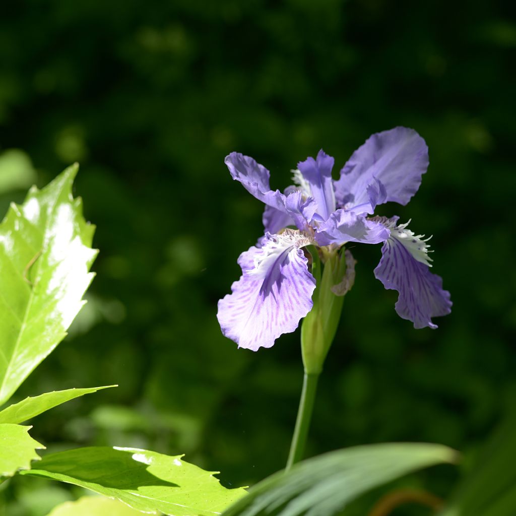 Kurjenmiekka - Iris tectorum