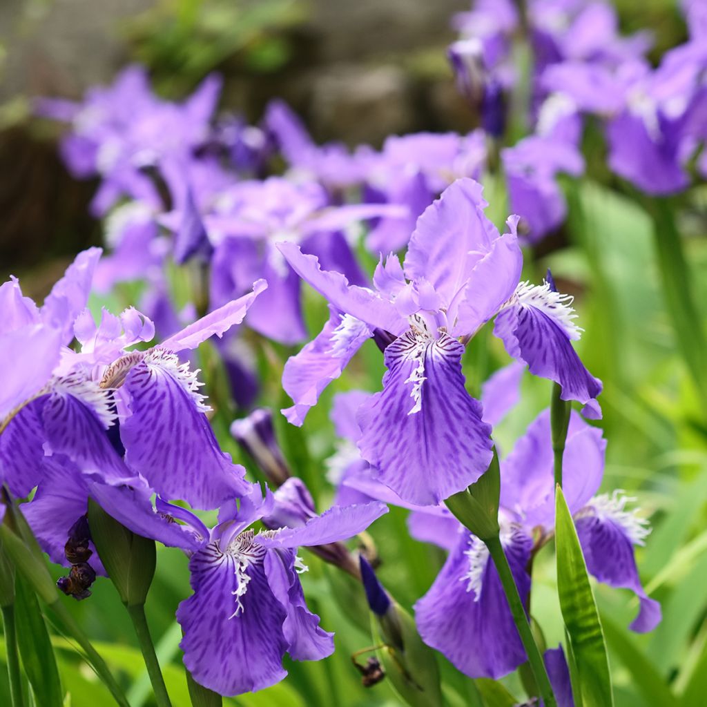 Kurjenmiekka - Iris tectorum