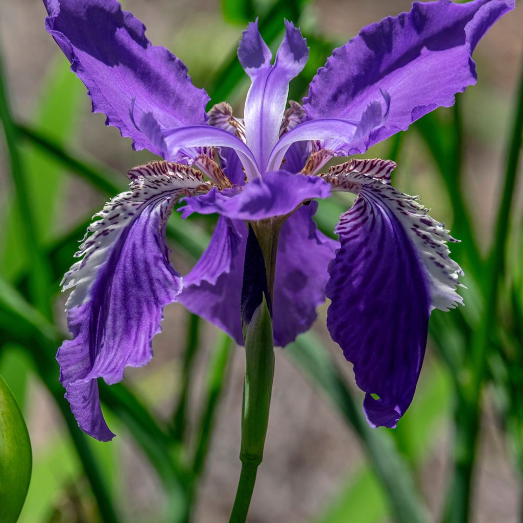 Kurjenmiekka - Iris tectorum