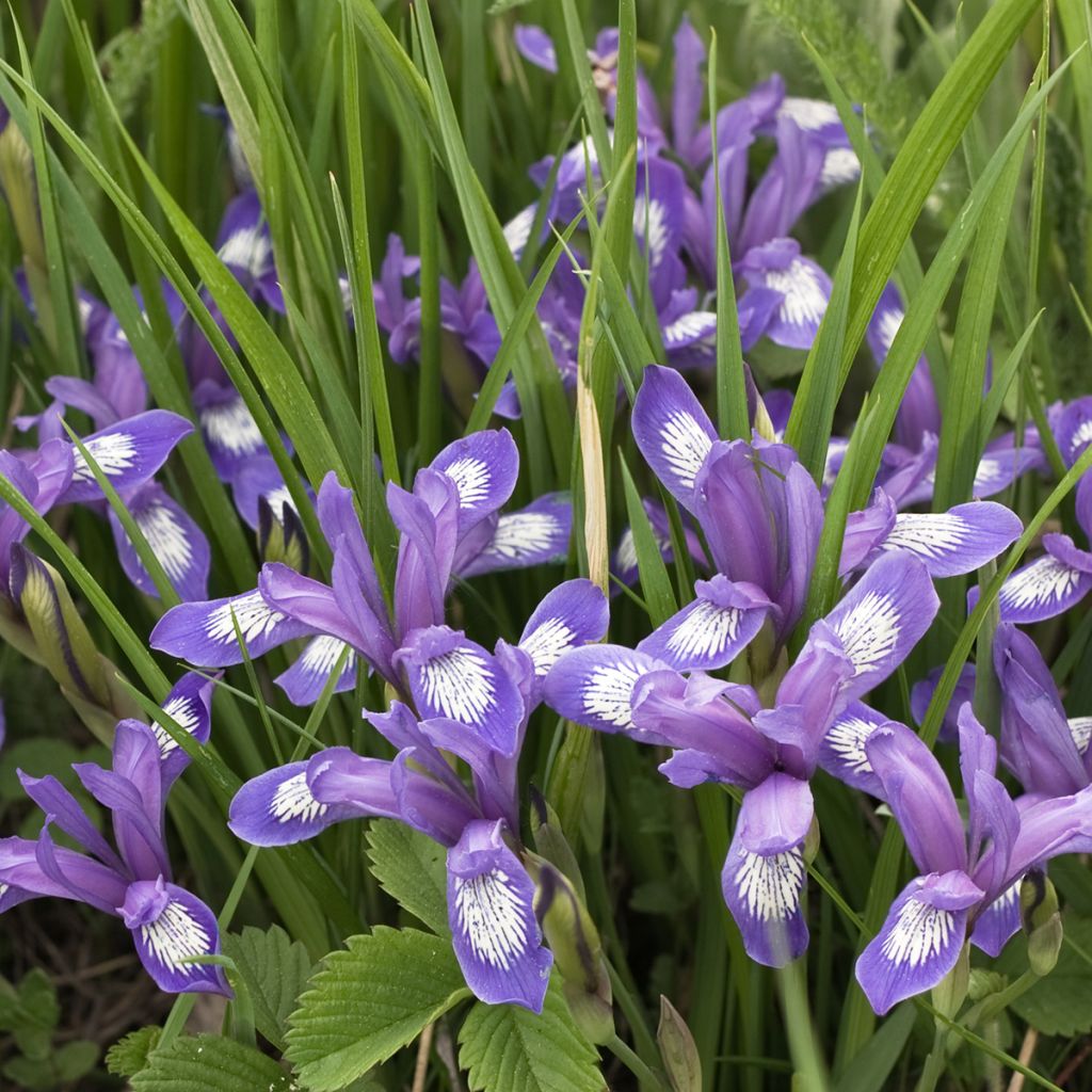 Kirjokurjenmiekka - Iris versicolor