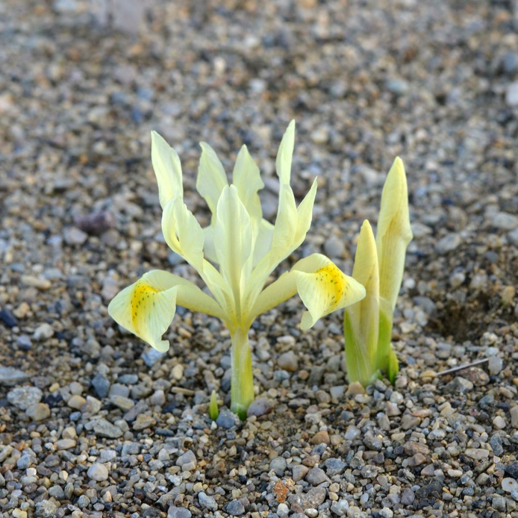 Kevätkurjenmiekka - Iris winogradowii