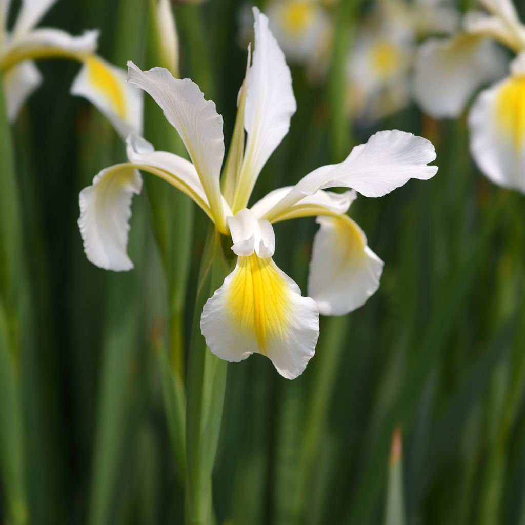 Iris ochroleuca (orientalis)
