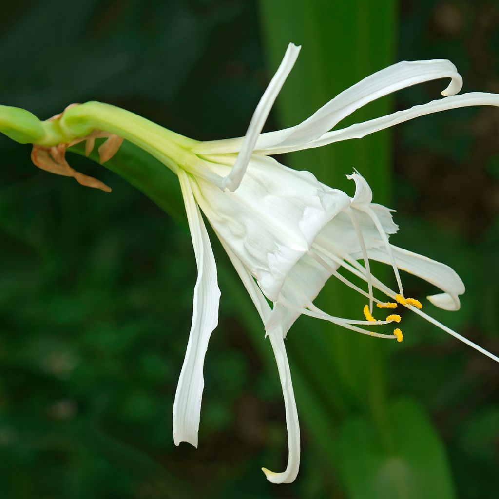 Lukinlilja Blanche
