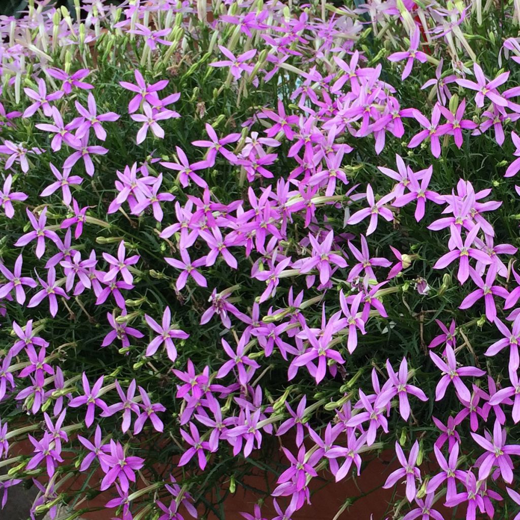 Tähtilobelia Stella Pink