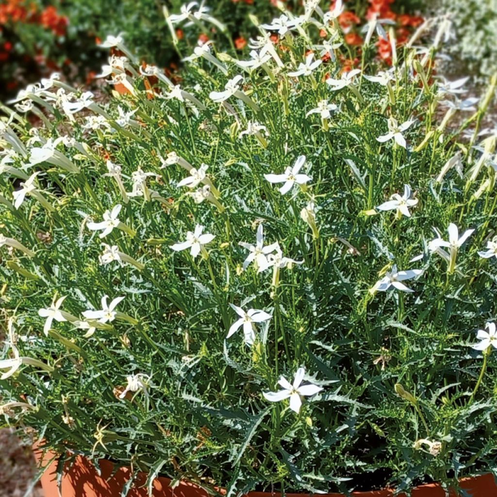 Tähtilobelia Wendy's White