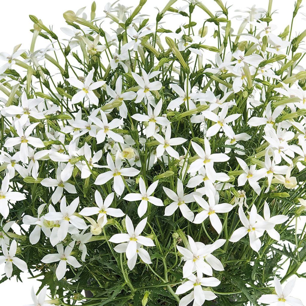 Tähtilobelia Wendy's White