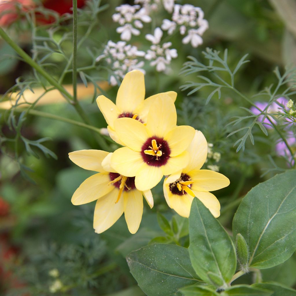 Iksia Yellow Emperor