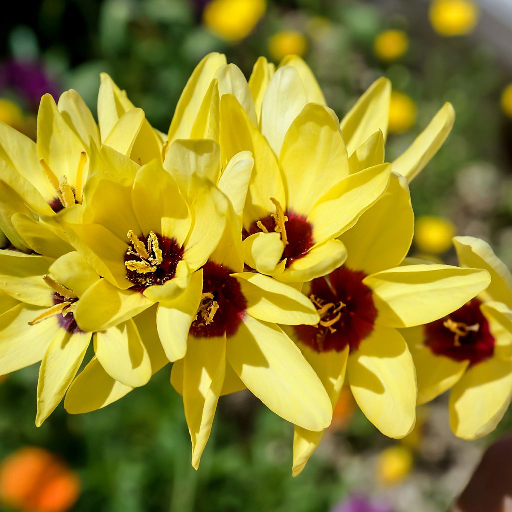 Iksia Yellow Emperor