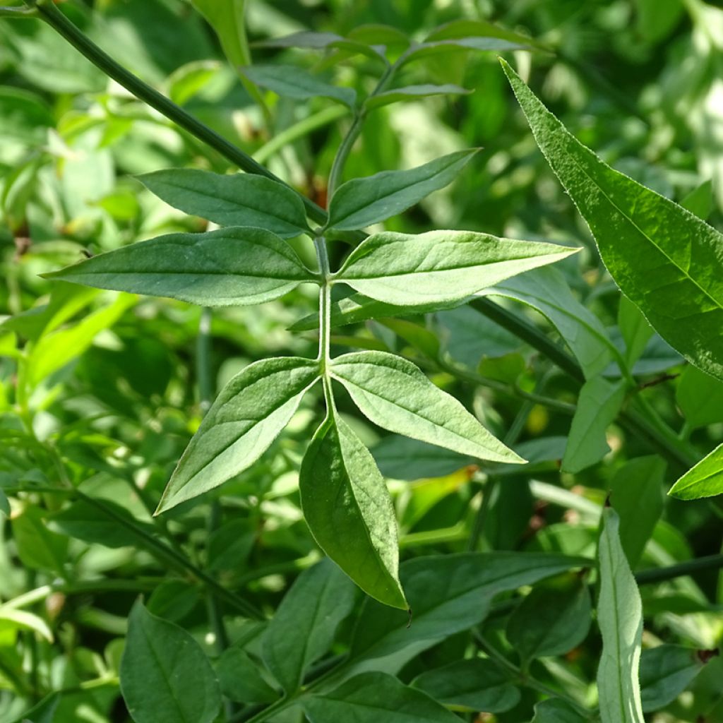 Jasmiini - Jasminum officinale