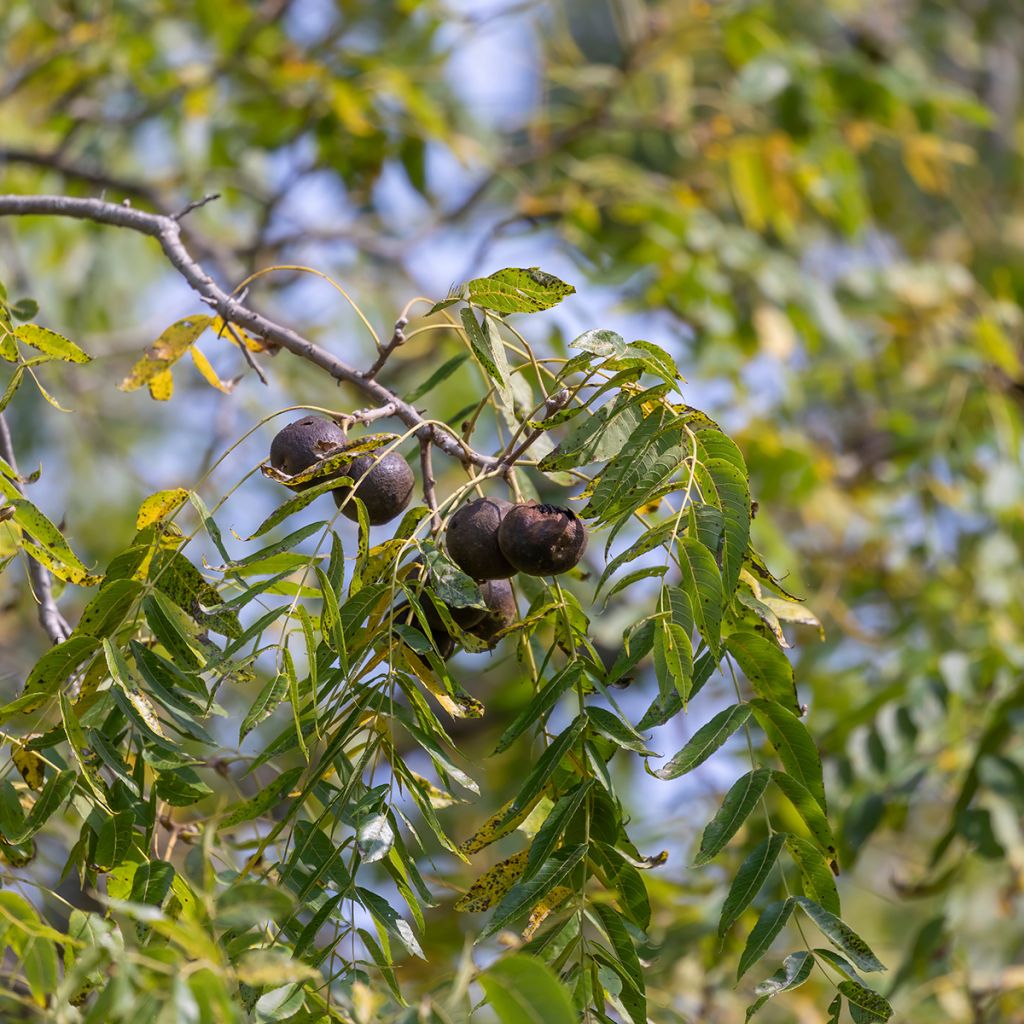 Mustajalopähkinä - Juglans nigra