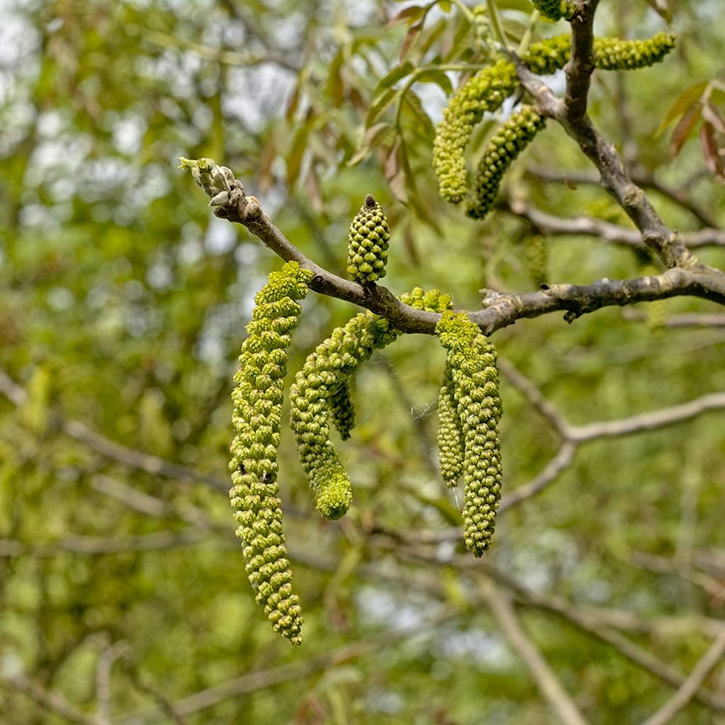 Mustajalopähkinä - Juglans nigra